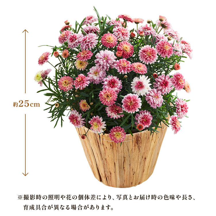 �X���C�_�[�摜2