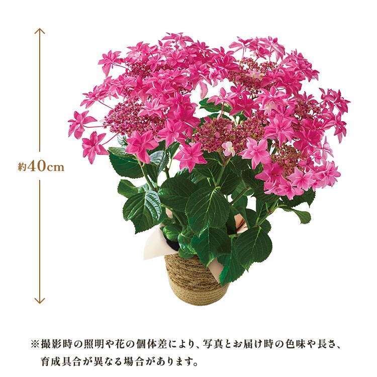 �X���C�_�[�摜8