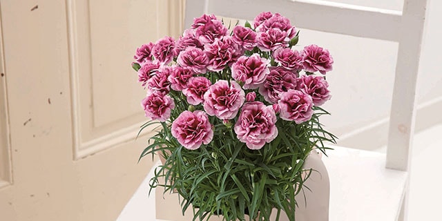 �J�[�l�[�V���� �v�����^���g �R���e���c2