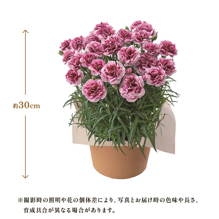 �X���C�_�[�摜2
