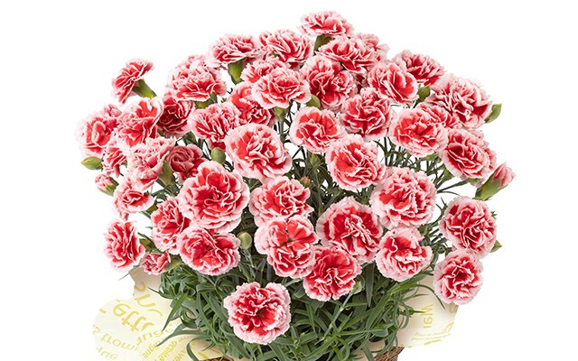 �J�[�l�[�V���� �������z�C�b�v