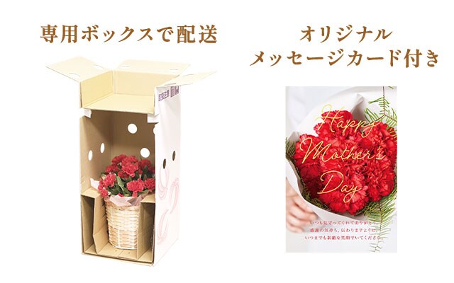 �J�[�l�[�V���� �������z�C�b�v ���͂��C���[�W