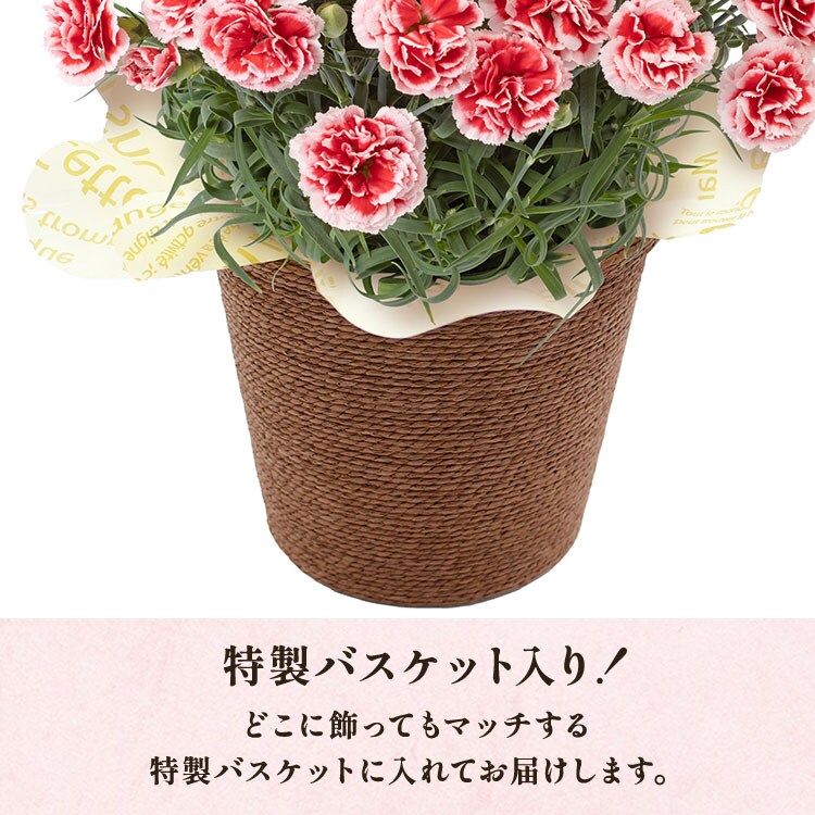 �X���C�_�[�摜3
