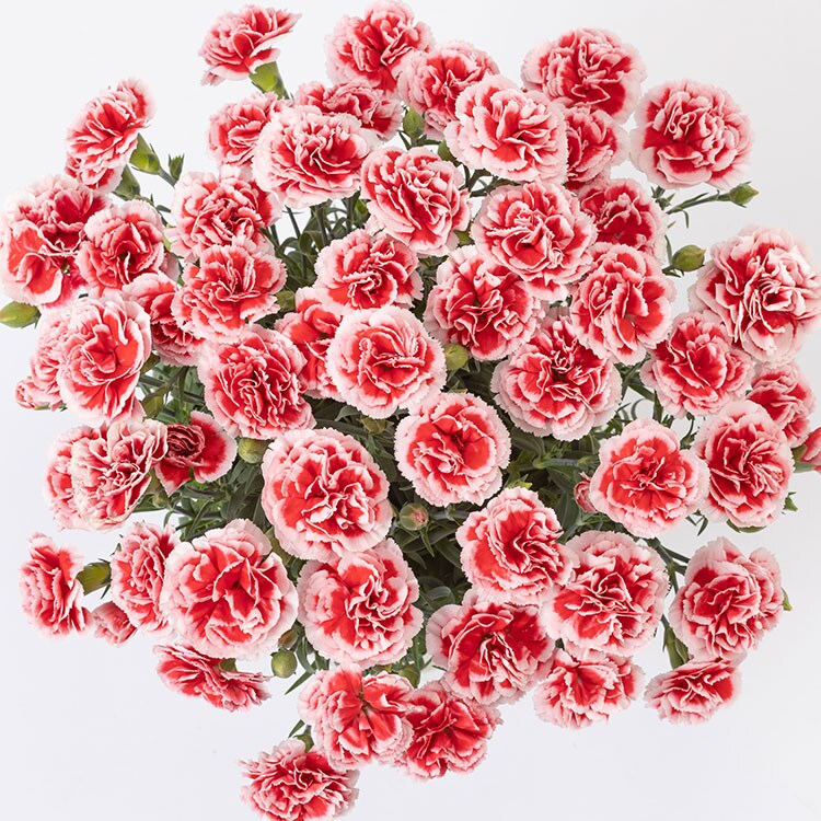 �X���C�_�[�摜4