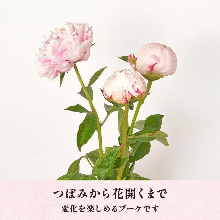 �X���C�_�[�摜5