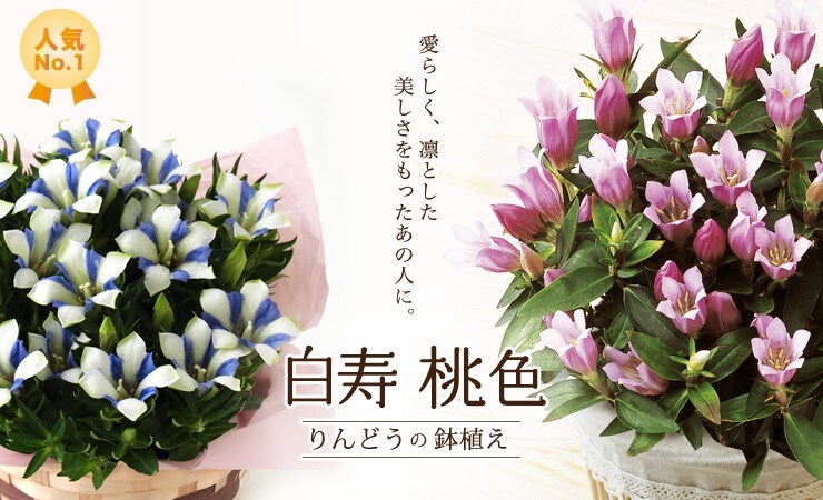 桃色・白寿りんどう鉢植え