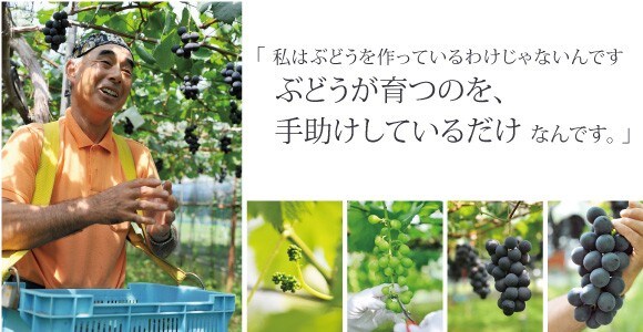 「私はぶどうを作っているわけじゃないんです。
ブドウが育つのを、
手助けしているだけなんです。