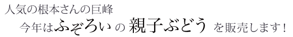 人気の根本さんの巨峰
今年はぶぞろいの親子ぶどうを販売します!