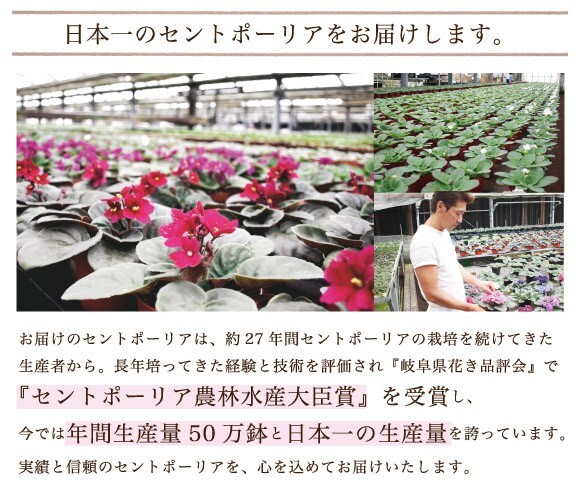 日本一のセントポーリア