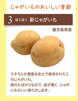 じゃがいものおいしい季節 ほくほく 新じゃがいも 鹿児島県産