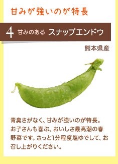 甘みが強いのが特長 甘みのある スナップエンドウ 熊本県産