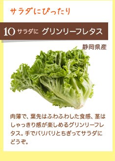 サラダにぴったり サラダに グリンリーフレタス 静岡県産