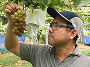 粒だけぶどう】 コク甘！種なし巨峰(長野県産)|有機野菜 通販 Oisix