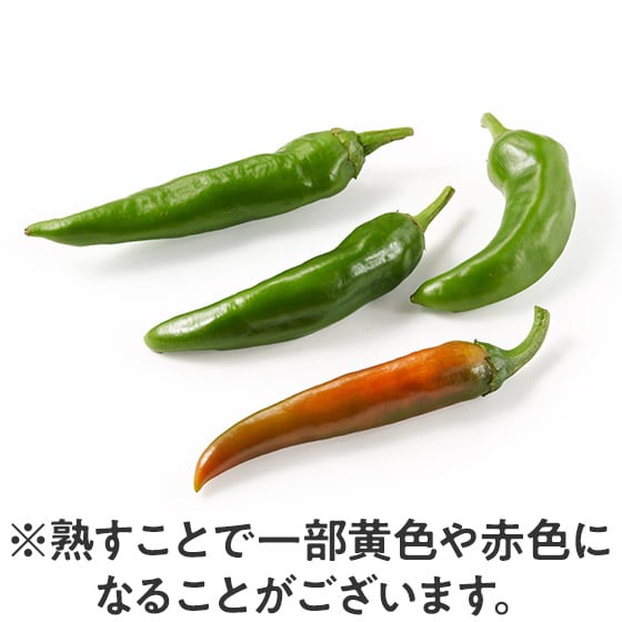 �������������Ɩ{�i�I�ɁI�؍��Ƃ����炵(��ʌ��Y)