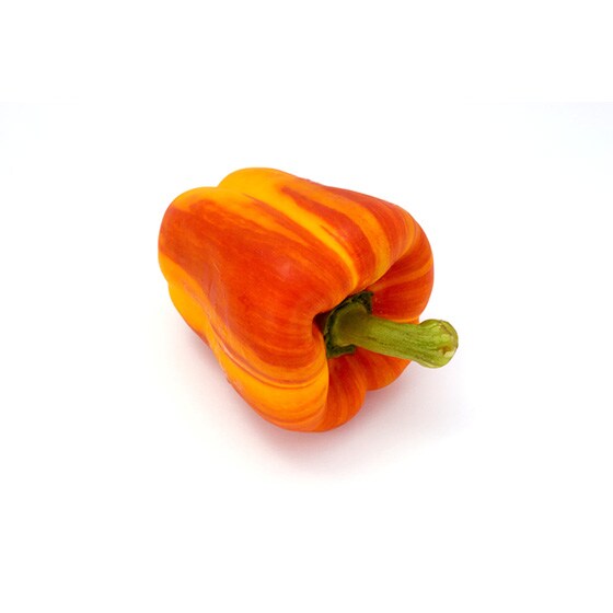 �}�[�u���p�v���J�i�I�����_�Y�j