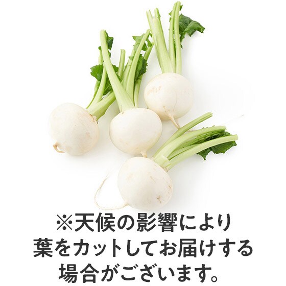 �y�����߂��p�z�����t���[�c����(��t���Y)